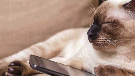 Texts From My Cat — text story poster